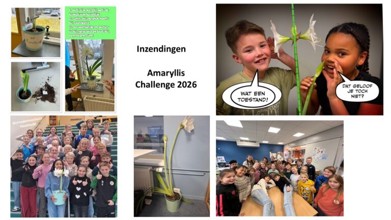 Lees meer over het artikel Kandidaten Amaryllis Chalenge 2026